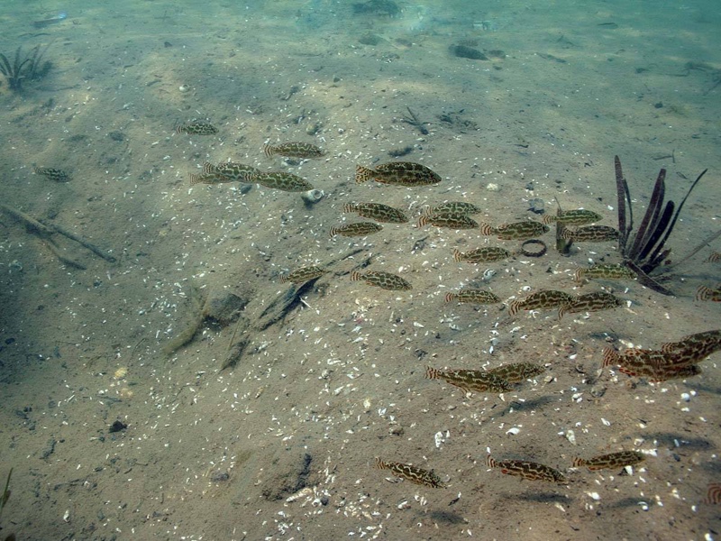 Nimbochromis polystigma 'Chilumba'